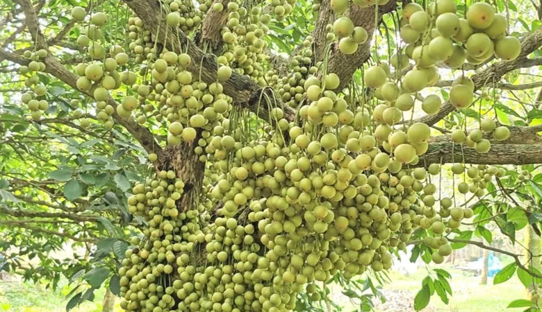 লটকনের বাম্পার ফলনে হাসি ফিরেছে নরসিংদীর চাষির