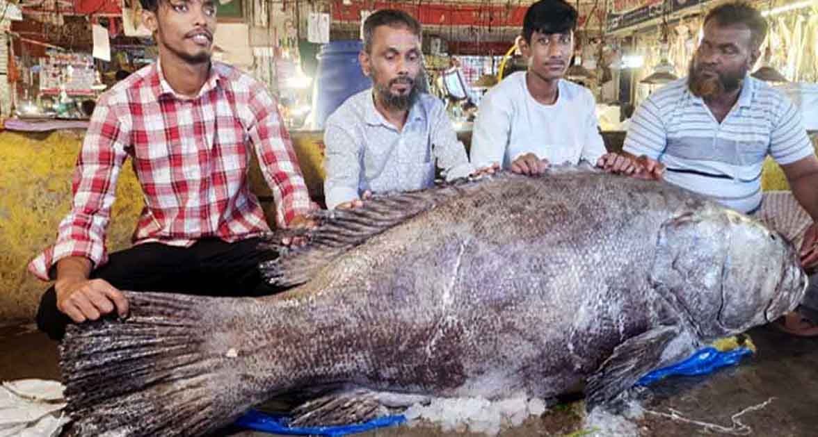 চট্টগ্রামে এলো ১৫৫ কেজির দৈত্যাকৃতির কৈ কোরাল