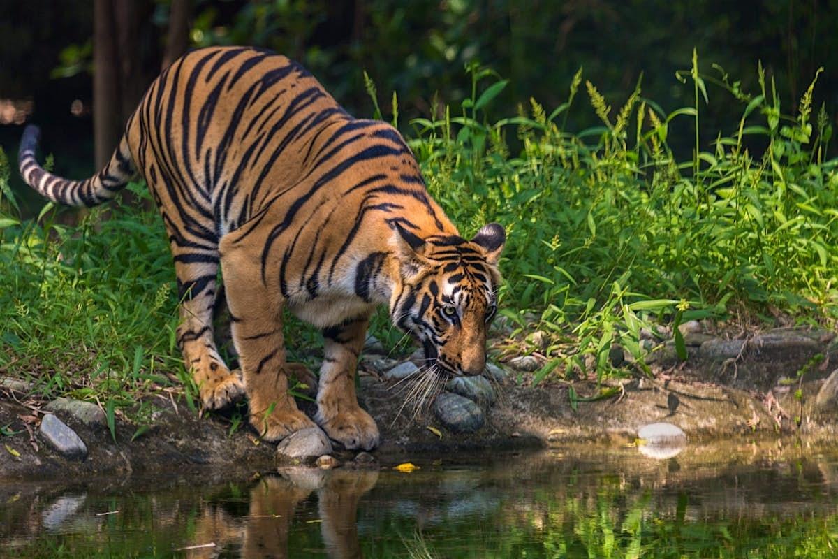সুন্দরবনের বাঘ টিকিয়ে রাখার লড়াই কঠিন হচ্ছে