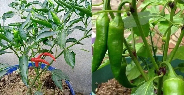 টবে কাঁচা মরিচ চাষে দাম বৃদ্ধির সময় বাচাবে অতিরিক্ত খরচ