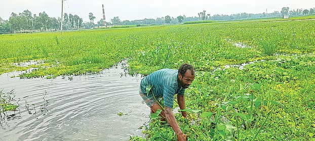 মাটির স্বাস্থ্য ও ফসলসহ জীববৈচিত্র্যের ক্ষতি করছে জলাবদ্ধতা
