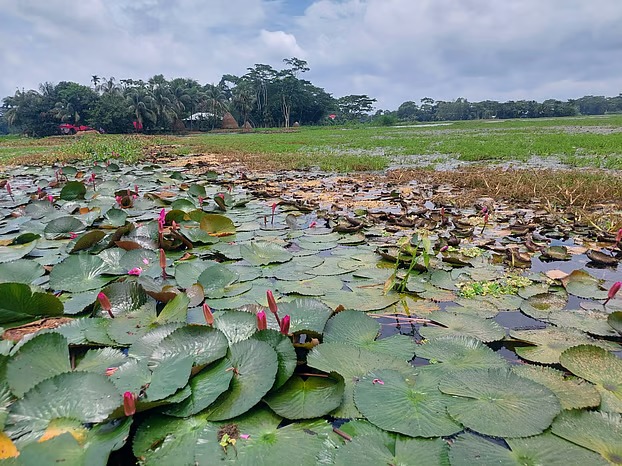 বর্ষাকালেই নদী-নালা, খাল-বিলের বরিশাল হয়ে ওঠে রূপবতী