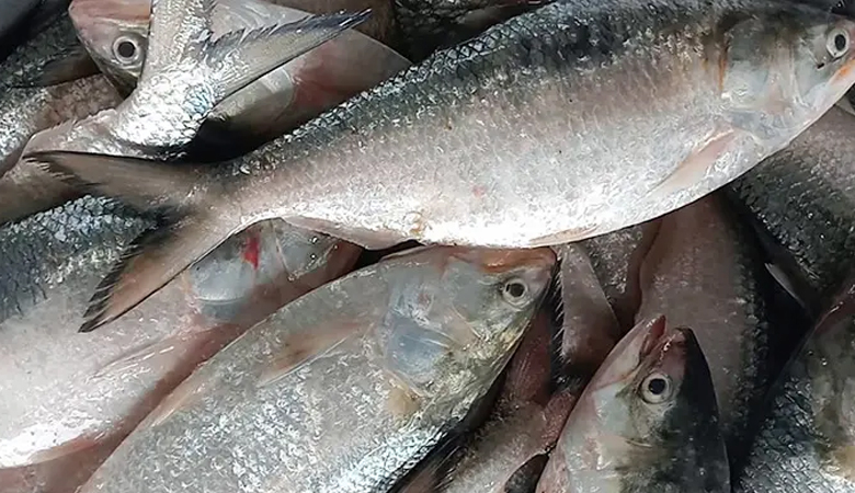 এক সঙ্গে জালে ধরা পড়লো ৪৬ মণ ইলিশ