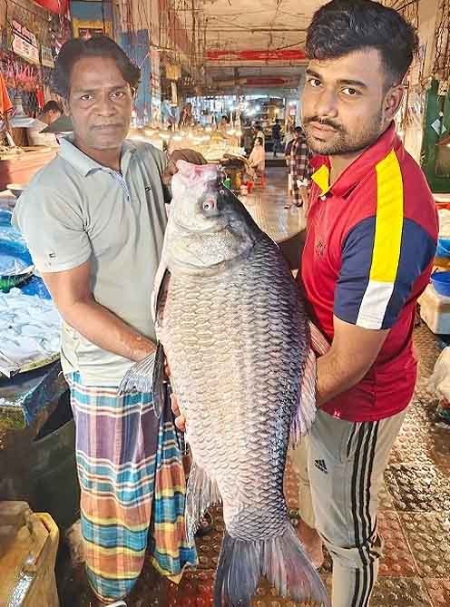 চট্টগ্রামে ২১ কেজির কাতলা মাছ বিক্রি ৩১ হাজারে