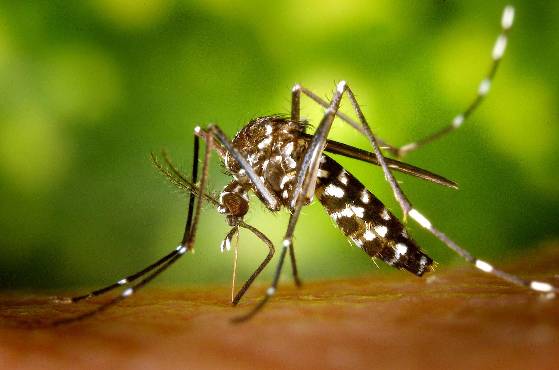 ডেঙ্গুর ছোবল ঠেকাতে এখনই চাই কার্যকর প্রতিরোধ