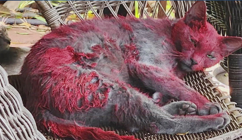 লাল রঙে ঢাকা বিড়াল ঘিরে রহস্য, চলছে উদ্ধার অভিযান