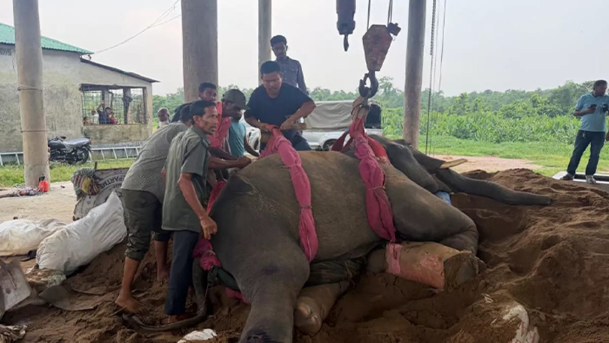 শ্রীপুর সাফারি পার্কে এক দিনের ব্যবধানে দুই হাতির মৃত্যু