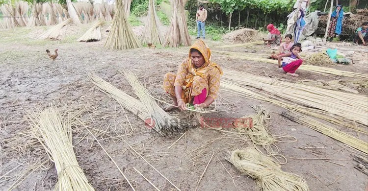দিনে ৫০-৬০ আঁটি আঁশ ছাড়িয়ে অর্ধেক পাটখড়ি পান শ্রমিক