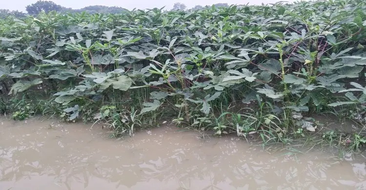 জলাবদ্ধতায় শতাধিক একর জমিতে সবজির পচনে বিপাকে কৃষক