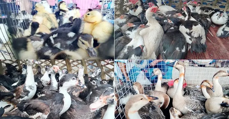 গ্রামবাংলার চেনা জীবন টঙ্গীর পশু-পাখির হাটে ‘হাঁসের রাজ্য’