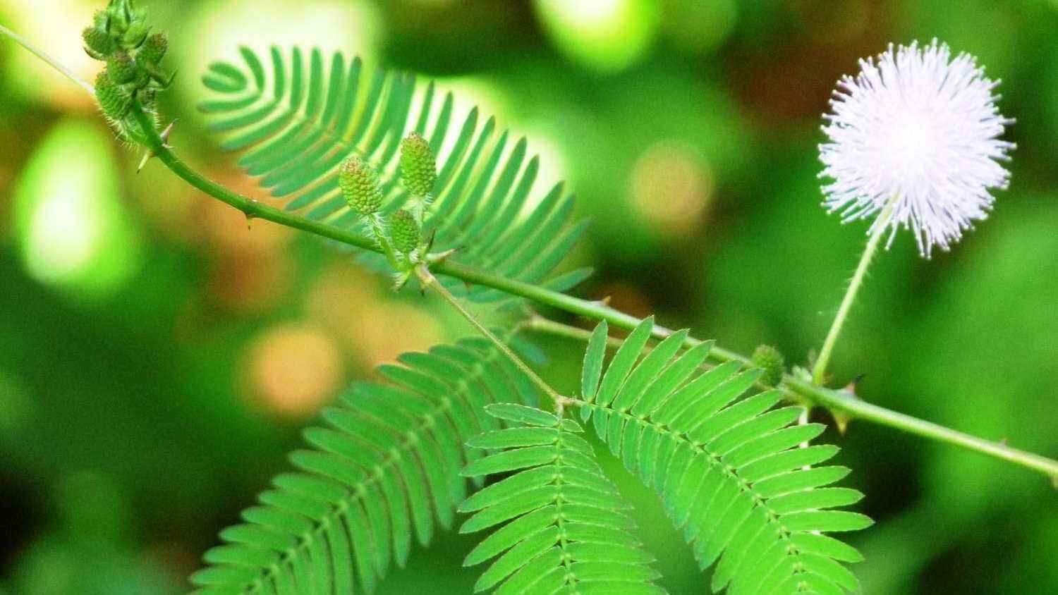 শারীরিক জটিল সমস্যায় উপকারী গাছ সাদা লজ্জাবতী