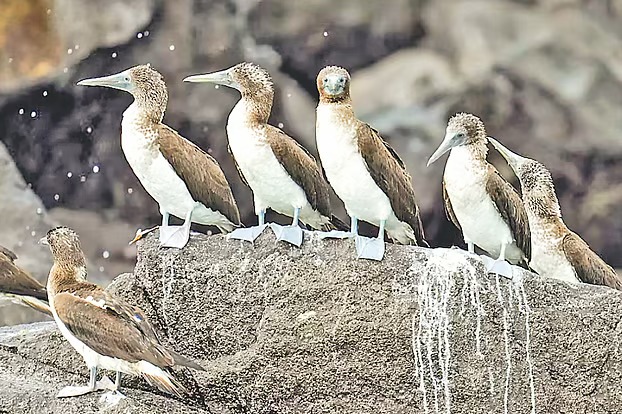 খাবারের অভাবে এলাকা ছাড়ছে সামুদ্রিক পাখিরা