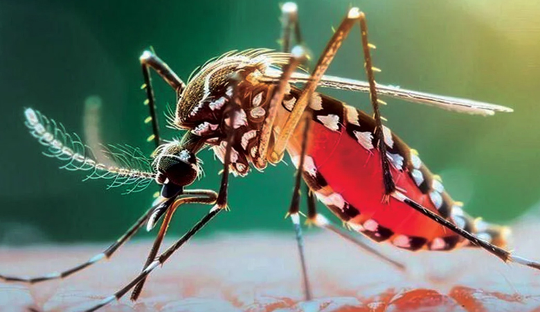 বিশ্ব মশা দিবস আজ, বাড়ছে সচেতনতার তাগিদ