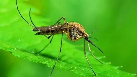 মানুষের আগেই পৃথিবীতে ছিল মশার বিচরণ