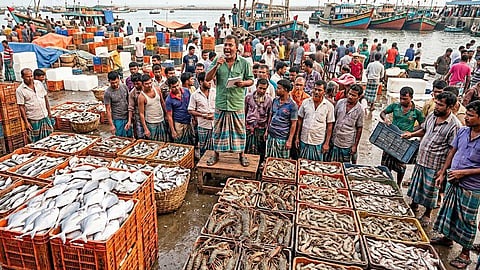 কুয়েতে পাঠানো হয়নি ২০ টন উপহারের মাছ