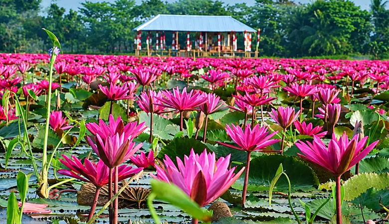 বরিশালের সাতলায় লাল শাপলার রাজ্যে মুগ্ধ পর্যটক