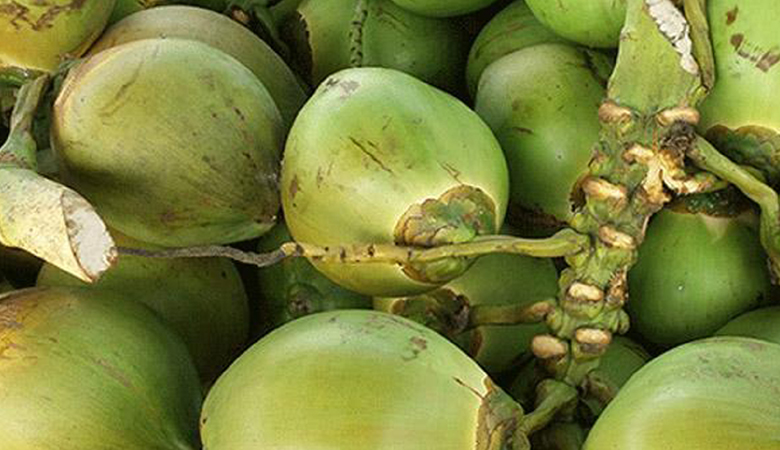 গরমে বাড়ছে ডাবের চাহিদা, একটির দাম ২২০ টাকা