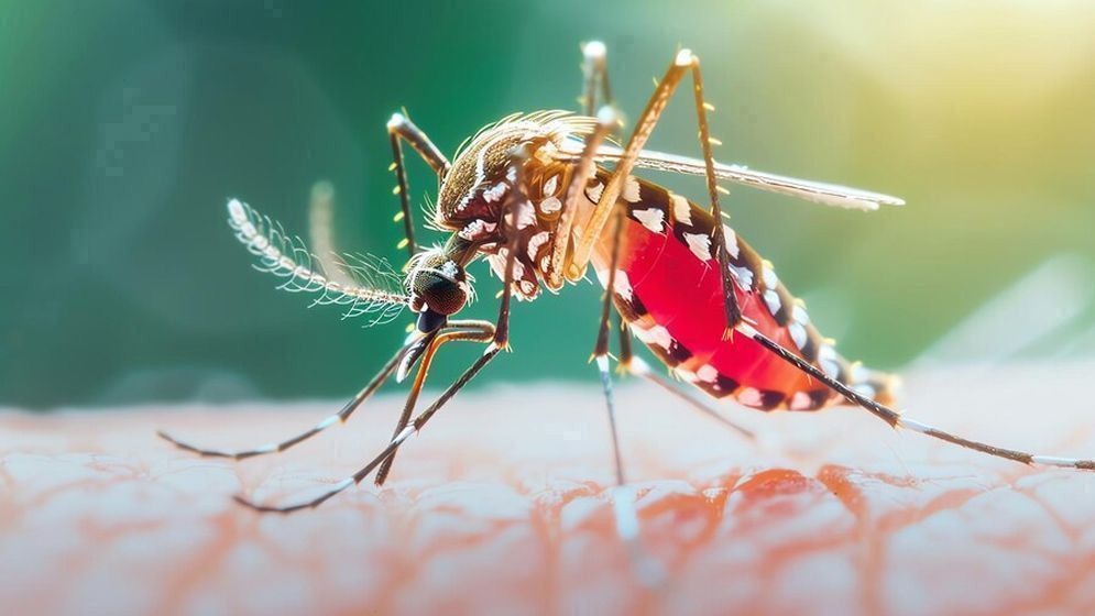 ডেঙ্গুতে আরো ৩ মৃত্যু, এক দিনে হাসপাতালে ৯০৭