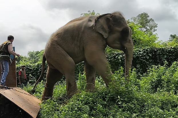 শর্ত ভেঙে ১২ দিনের মাথায় সাফারি পার্কে ফিরল দুই হাতি