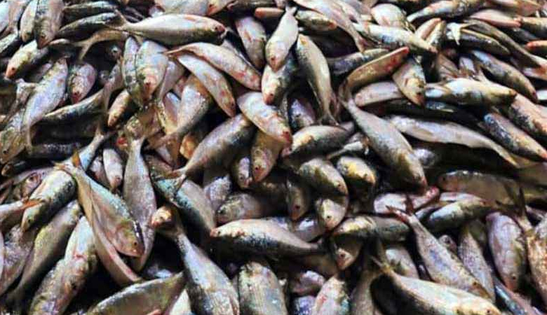 এক ট্রলারে ৮০ মণ ইলিশ, বিক্রি ২০ লাখ টাকায়