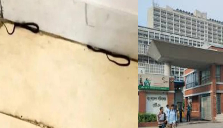 শিক্ষা মন্ত্রণালয়ে সাপের হানা, আতঙ্কিত কর্মকর্তারা!