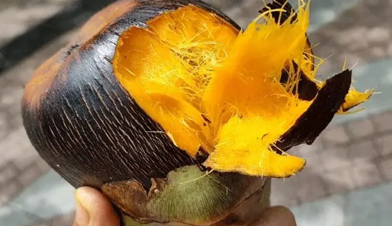 মিষ্টি তাল চিনবেন যেভাবে