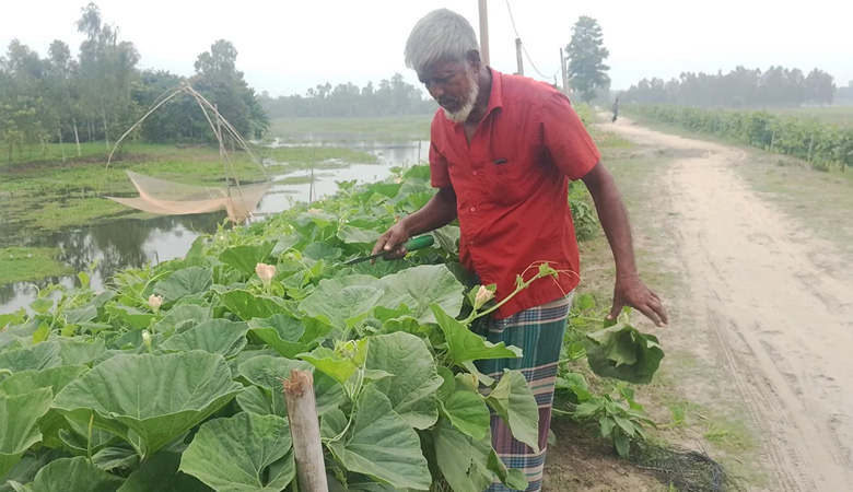 দুই কিলোমিটারজুড়ে লাউয়ের মাচা, বাড়ছে কৃষকের আশা