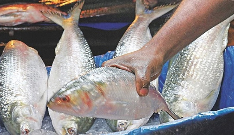 দুর্গাপূজা উপলক্ষে ইলিশ চায় ভারত