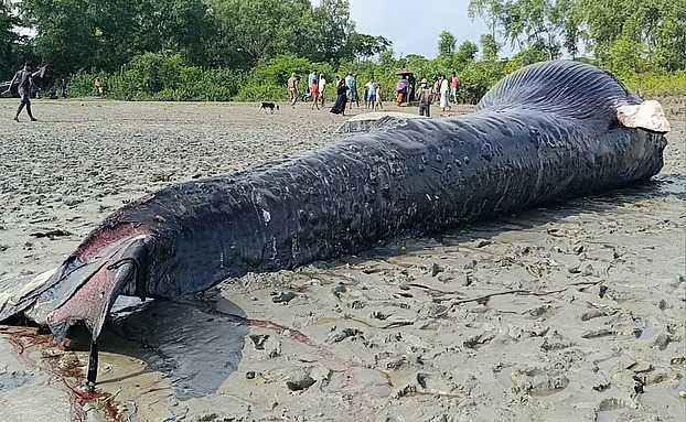 আন্ধারমানিক নদীতে ভেসে এলো ৩০ ফুট লম্বা মৃত তিমি
