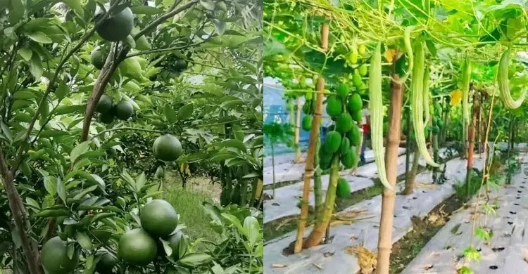 মানুষের দৈনন্দিন জীবনের প্রকৃত বন্ধু কৃষিকাজ