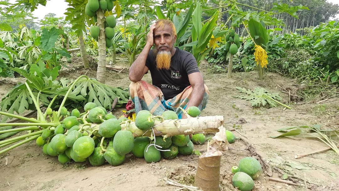 বর্গাচাষি নিজামের তিন লাখ টাকার পেঁপে গাছ কেটে ফেলে দুর্বৃত্তরা