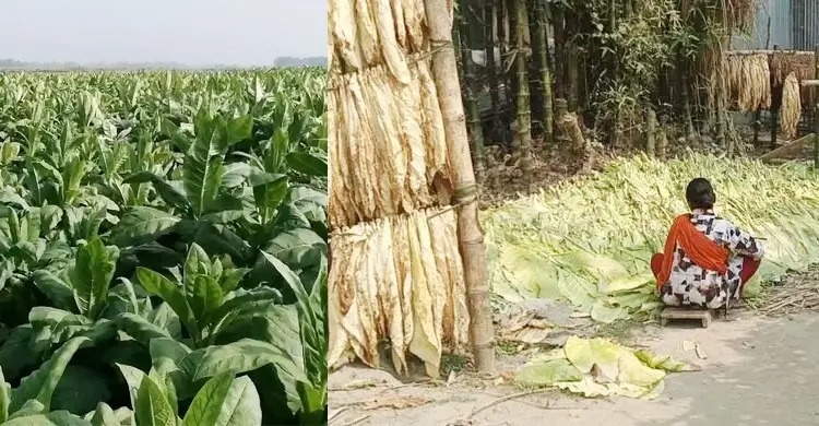 তামাক চাষ বিস্তারে পরিবেশ বিপর্যয় ও খাদ্য নিরাপত্তায় হুমকি