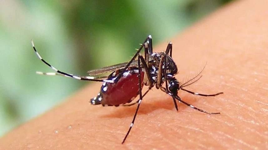 ডেঙ্গুতে ২৪ ঘণ্টায় আরো ৮ মৃত্যু, হাসপাতালে ১৭৩৩