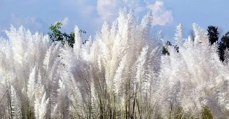কবিতাগুচ্ছ