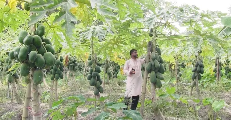 পেঁপে চাষে মুসলিম উদ্দীনের পাঁচ লাখ টাকা বিক্রির আশা