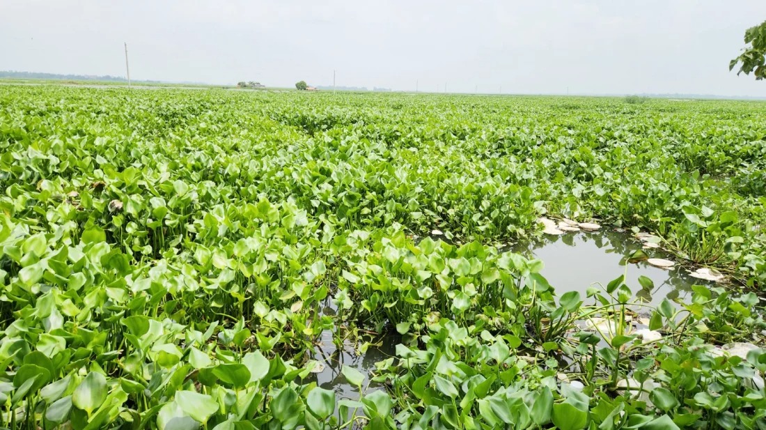 কচুরিপানাপূর্ণ ২৭ হাজার হেক্টর জমিতে চাষ নিয়ে দুশ্চিন্তায় কৃষক