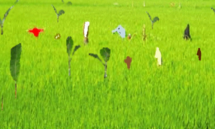 ঘোড়াঘাটে আমন ক্ষেতে ইঁদুরের উপদ্রব, দিশেহারা কৃষক