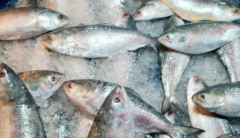 আবারো বাড়লো ইলিশের দাম