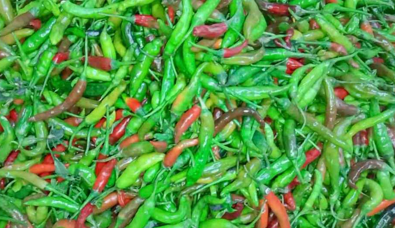 হিলিতে বাড়ছে কাঁচামরিচ চাষ, দামে খুশি কৃষকরা