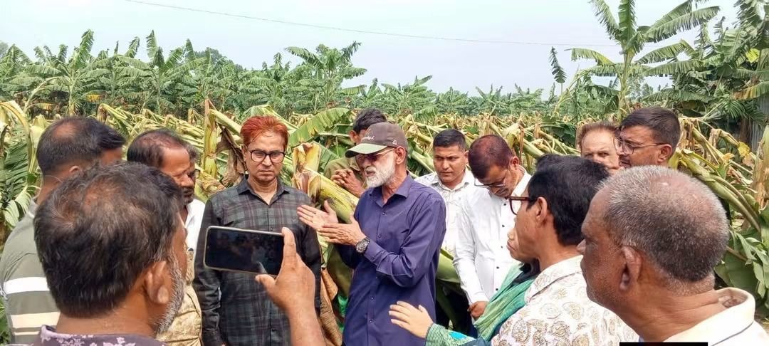 ঝড়-শিলাবৃষ্টিতে মধুপুরে শত কোটি টাকার ক্ষতি