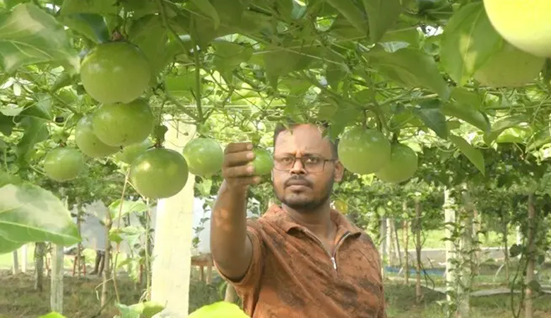 ইউটিউব দেখে আনারকলি চাষ, ১০ লাখ টাকা আয়ের আশা