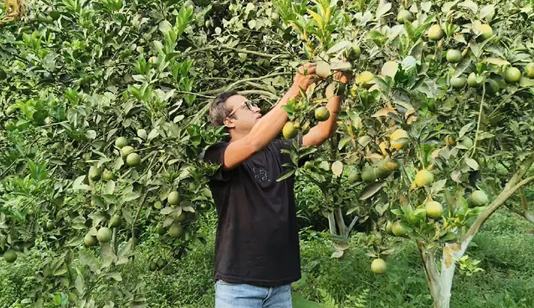 তামাক ছেড়ে মাল্টা চাষে মামুনের বাজিমাত, বছরে আয় ১০ লাখ