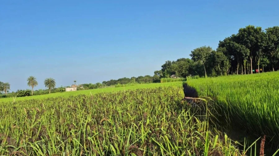প্রথমবার কালো ধান চাষে কৃষকের আয় বৃদ্ধির আশা