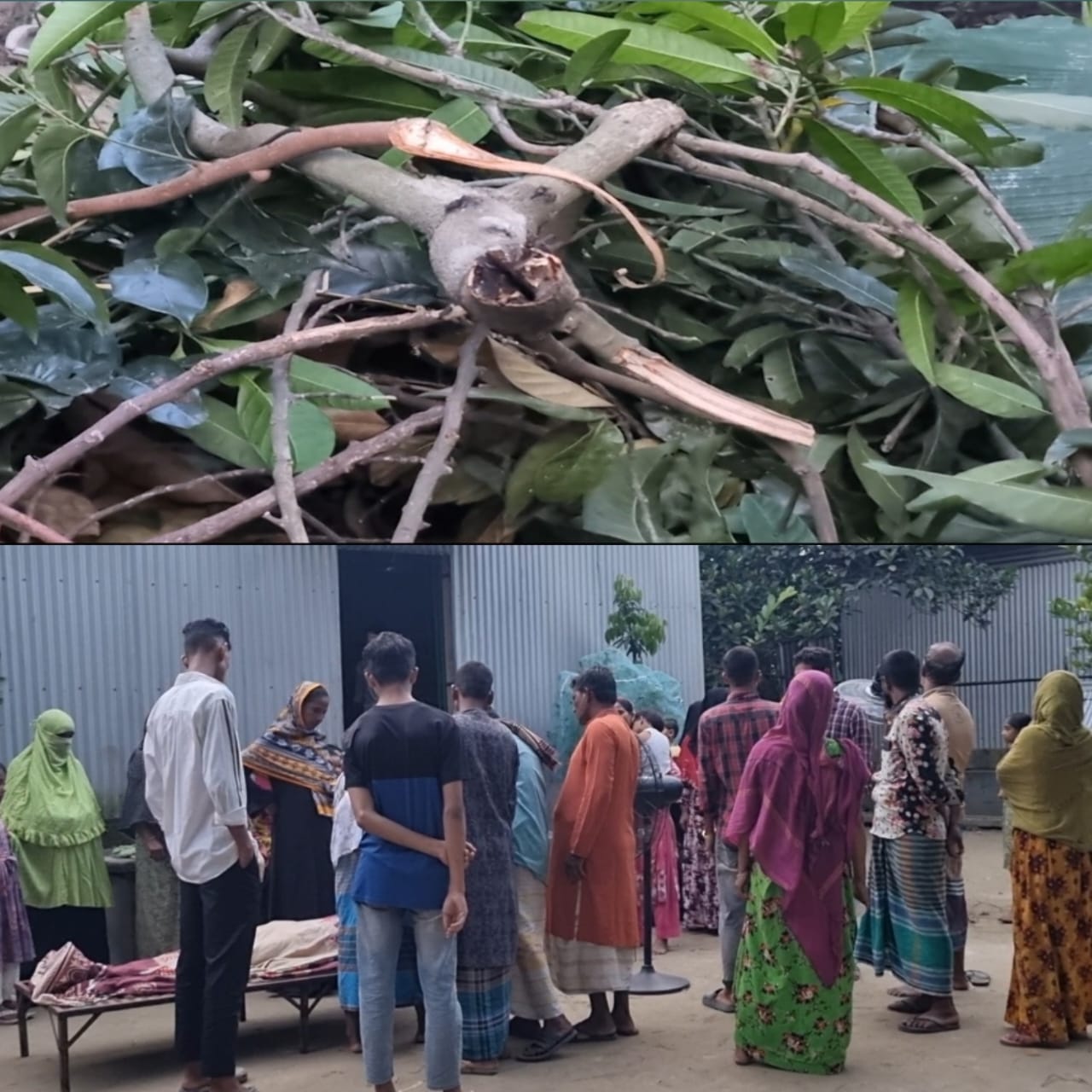 আমগাছের ডাল কাটতে গিয়ে পড়ে প্রাণ গেল কৃষকের